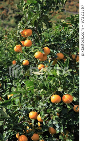 橘子樹,有田橘子(和歌山縣有田市) 橘子樹,有田橘子(和歌山縣有田市) 97221567