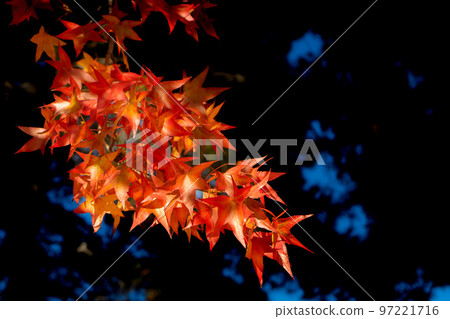 Autumn leaves scenery overseas 97221716