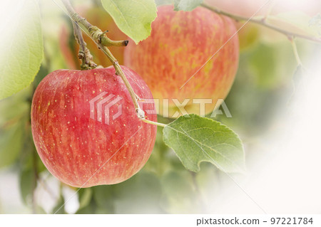 鮮紅的蘋果 97221784