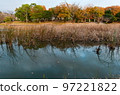 Late autumn, autumn leaves, pampas grass at Shikasuke Park in Minami Ward, Fukuoka City 97221822