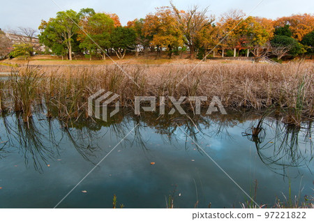 福岡市南區 Shikasuke 公園的深秋、秋葉、蒲葦 97221822