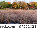 Late autumn, autumn leaves, pampas grass at Shikasuke Park in Minami Ward, Fukuoka City 97221824