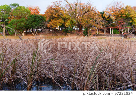 福岡市南區 Shikasuke 公園的深秋、秋葉、蒲葦 97221824