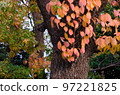 Late autumn, autumn leaves, pampas grass at Shikasuke Park in Minami Ward, Fukuoka City 97221825