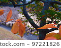 Late autumn, autumn leaves, pampas grass at Shikasuke Park in Minami Ward, Fukuoka City 97221826