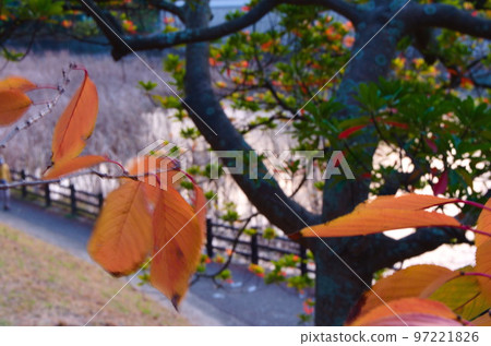 Late autumn, autumn leaves, pampas grass at Shikasuke Park in Minami Ward, Fukuoka City 97221826