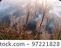 Late autumn, autumn leaves, pampas grass at Shikasuke Park in Minami Ward, Fukuoka City 97221828