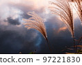 Late autumn, autumn leaves, pampas grass at Shikasuke Park in Minami Ward, Fukuoka City 97221830
