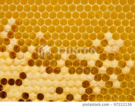 Fresh Honey In Comb. Beewax comb structure abstract pattern. Yellow Honey cells texture background. 97222136