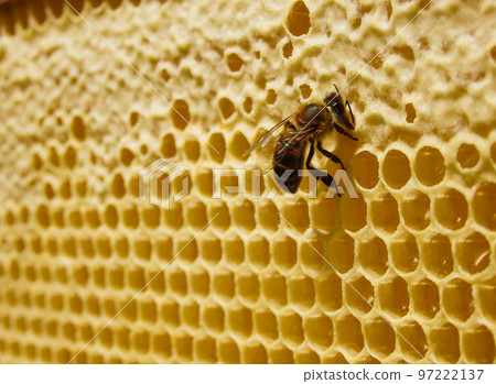 Fresh Honey In Comb. Close up of bees in a beehive on honeycomb. Yellow Honey cells texture background. Fresh Honey In Comb. Close up of bees in a beehive on honeycomb. Yellow Honey cells texture background. 97222137
