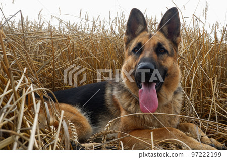 German shepherd posing on the background of ripe wheat spikelets German shepherd posing on the background of ripe wheat spikelets 97222199