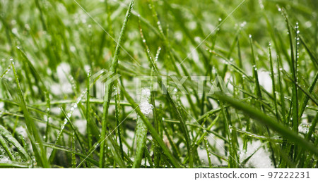 Green grass covered by the first snow on lawn. Green grass sprouts from under the snow that melts in the spring 97222231