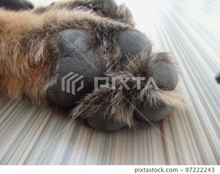 Shepherd german puppy posed in home. Paw German shepherd . Close up. Selective focus. Shepherd german puppy posed in home. Paw German shepherd . Close up. Selective focus. 97222243