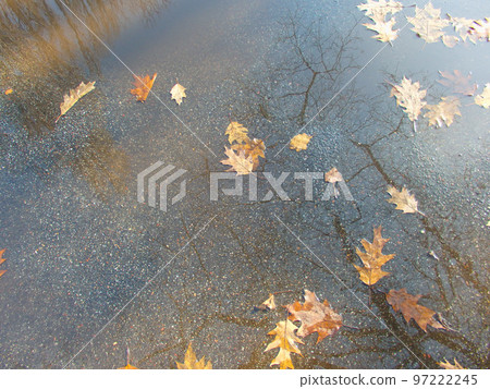 leaves and reflected trees in a puddle on asphalt leaves and reflected trees in a puddle on asphalt 97222245