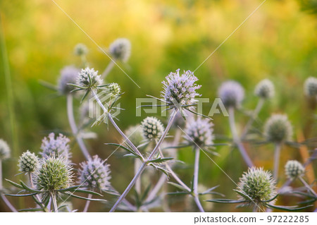 Beautiful inflorescences of Echinops close-up on a green background in the rays of the setting sun. Beautiful inflorescences of Echinops close-up on a green background in the rays of the setting sun. 97222285