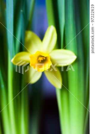 Yellow Narcissus flower 97222619