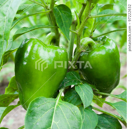 Growing the bell peppers (capsicum) Growing the bell peppers (capsicum) 97222632