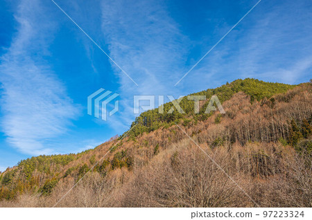 Winter mountains and dead trees, Tatsuno-cho 97223324