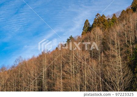 Blue sky and cedar forest Tatsuno-cho 97223325