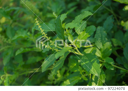 Holy basil tree , Thai basil , Ocimum sanctum L ,Tulsi tree , Ocimum tenuiflorum L 97224078