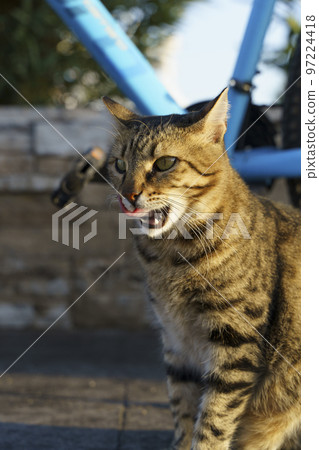Street cat is resting on the street. Cute redhead homeless pets, kittens and animals. 97224418