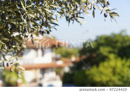 Olive garden background. Branches of olive trees under the sun on a farm in Italy or Greece for the production of oil. Agriculture, oil, food growing concept. 97224420