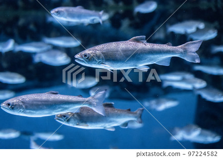 銀鮭游泳 97224582