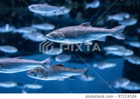 coho salmon swimming 97224584