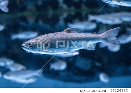 coho salmon swimming 97224585