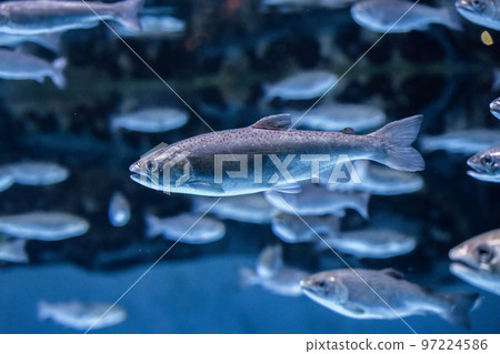 銀鮭游泳 97224586