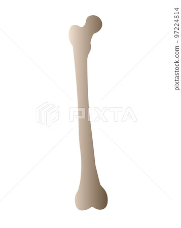 Human Femur (Femur Bone) 97224814