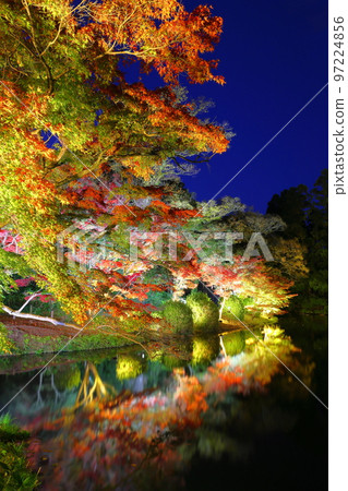 夜晚的紅葉（京都植物園） 97224856