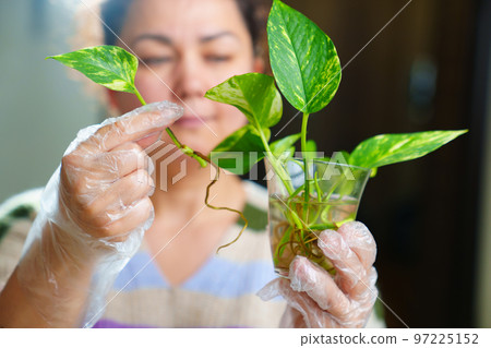 a woman is engaged in rooting and growing indoor plants. Scindapsus golden. 97225152