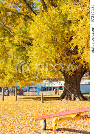 Yamato's large ginkgo with yellow leaves <Toyokawa City, Aichi Prefecture> 97225183