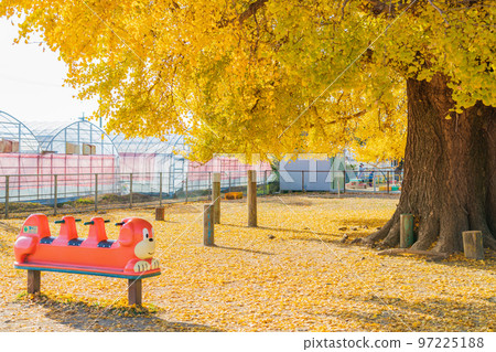 Yamato's large ginkgo with yellow leaves <Toyokawa City, Aichi Prefecture> 97225188
