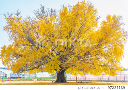 Yamato's large ginkgo with yellow leaves <Toyokawa City, Aichi Prefecture> 97225189