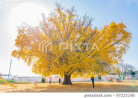 Yamato's large ginkgo with yellow leaves <Toyokawa City, Aichi Prefecture> 97225190