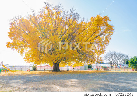 Yamato's large ginkgo with yellow leaves <Toyokawa City, Aichi Prefecture> 97225245
