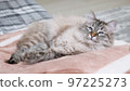 Portrait of beautiful cat resting on sofa indoors and looking ahead. 97225273