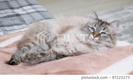 Portrait of beautiful cat resting on sofa indoors and looking ahead. 97225273