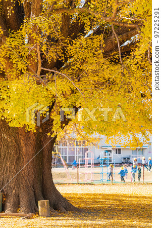 Yamato's large ginkgo with yellow leaves <Toyokawa City, Aichi Prefecture> 97225291