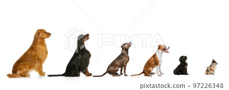 Group of different breeds dogs sitting in a row for each other in growth isolated on white background. Profile view. Diversity. Animal life, care, vet, grooming. Collage Group of different breeds dogs sitting in a row for each other in growth isolated on white background. Profile view. Diversity. Animal life, care, vet, grooming. Collage 97226348