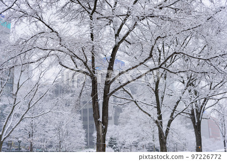 Snow scene of Sapporo Odori in the middle of winter 97226772
