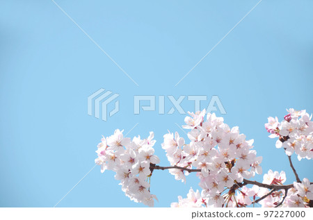 櫻花股票照片 櫻花股票照片 97227000
