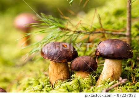 There are a lot of mushrooms lying in the forest on green moss. A lot of Polish moss mushrooms 97227058