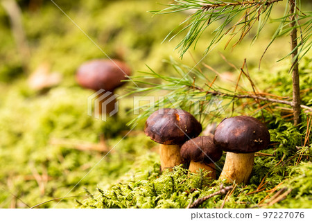 There are a lot of mushrooms lying in the forest on green moss. A lot of Polish moss mushrooms 97227076