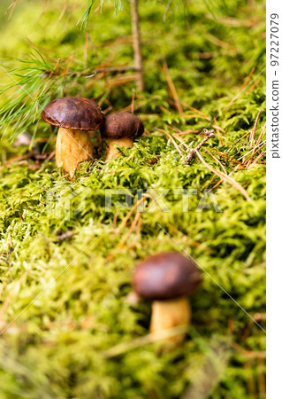 There are a lot of mushrooms lying in the forest on green moss. A lot of Polish moss mushrooms There are a lot of mushrooms lying in the forest on green moss. A lot of Polish moss mushrooms 97227079