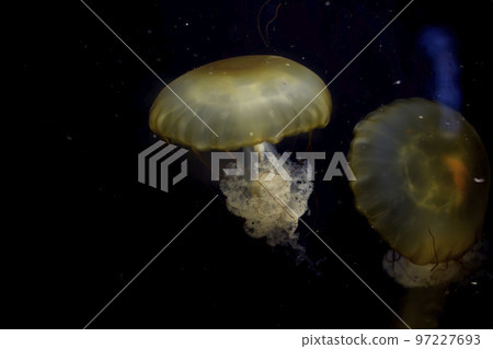 Beautiful jellyfish on black background 97227693