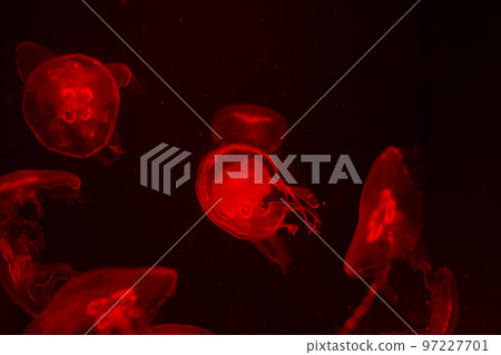Medusa on a black background. Medusa highlighted by red light Medusa on a black background. Medusa highlighted by red light 97227701