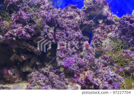 Multicolored corals background Multicolored corals background 97227704